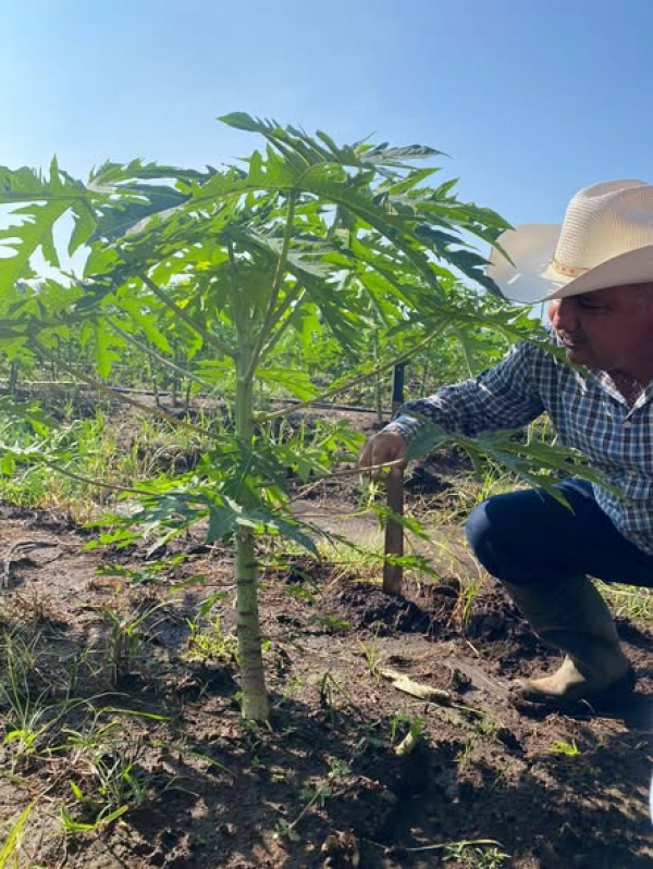 Alumnos del séptimo semestre de la carrera de Ingeniero Agrónomo de nuestra institución realizaron un viaje de prácticas a la región del Soconusco, donde recibieron una plática sobre el cultivo de papaya